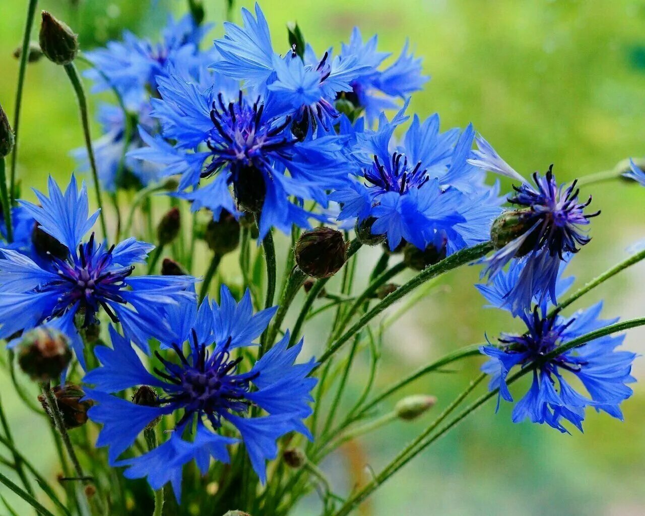 Василек Анжелеску. Василек Рейнский. Василек синий (Centaurea cyanus). Василек крупноголовый синий.