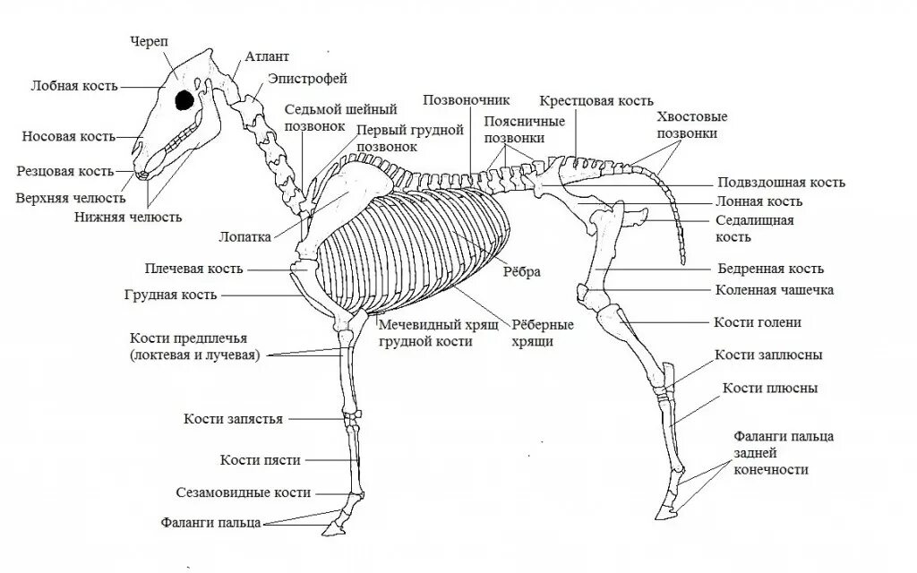 Скелет лошади строение. Строение скелета лошади анатомия. Скелет лошади с описанием костей. Осевой скелет лошади анатомия.