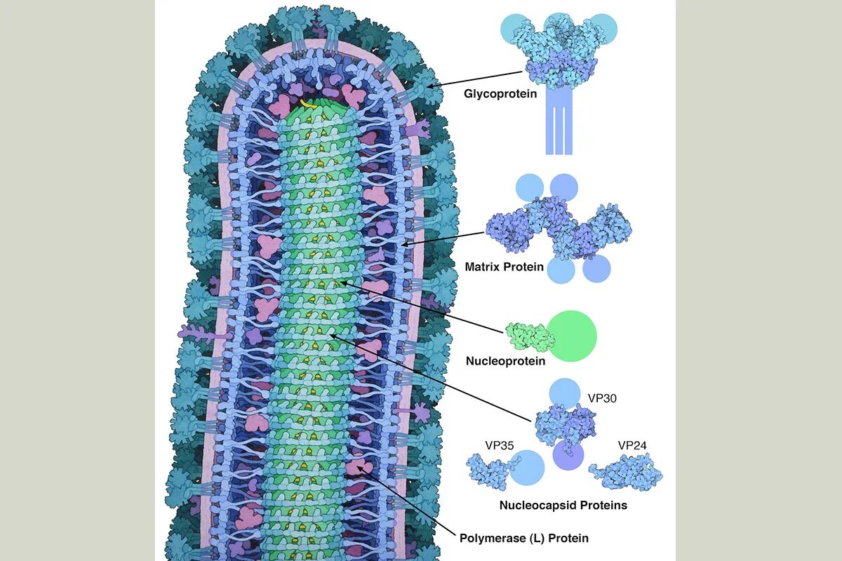 Прикрепление вируса к клетке. Вирус Эбола микробиология. Вирус Марбург строение вируса.