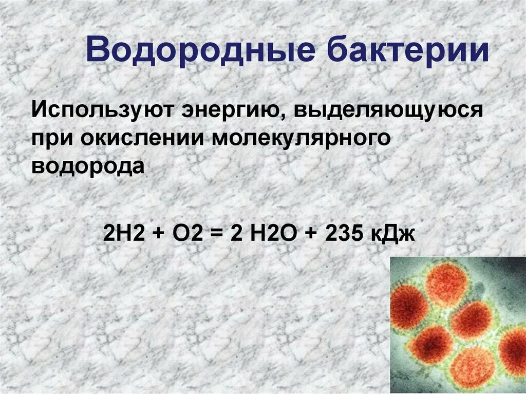 Хемосинтезирующие бактерии характеризуются. Водородные бактерии хемосинтетики. Водород бактерии. Бактерии хемосинтетики примеры. Водородные бактерии роль.