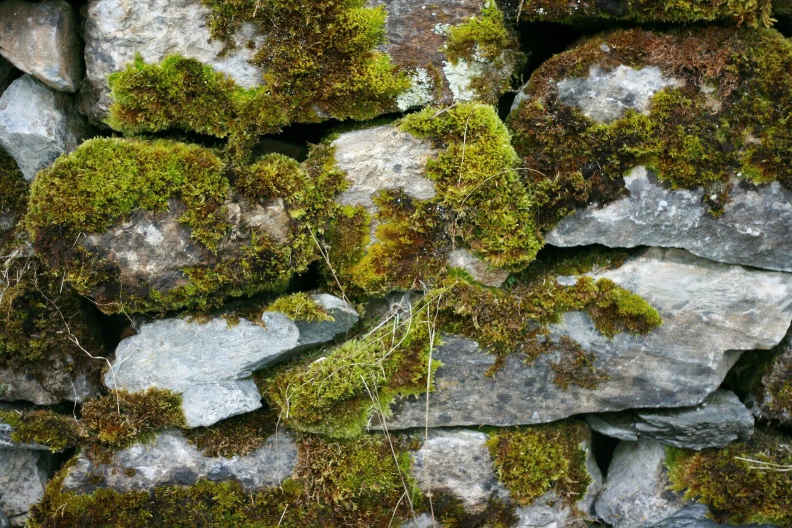 Гонит камень. Текстура камня с мхом. Мох на Камне. Мох на скалах. Замшелый булыжник.