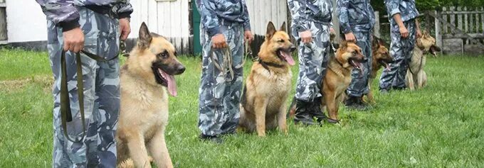 Полицейский с собакой. Немецкая овчарка охрана. Немецкая овчарка охрана. Собаки охранники. Амуниция для служебных собак.