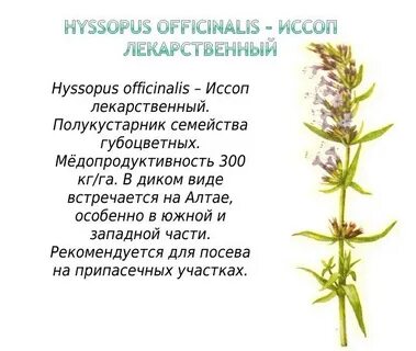 Лекарственные растения сибири
