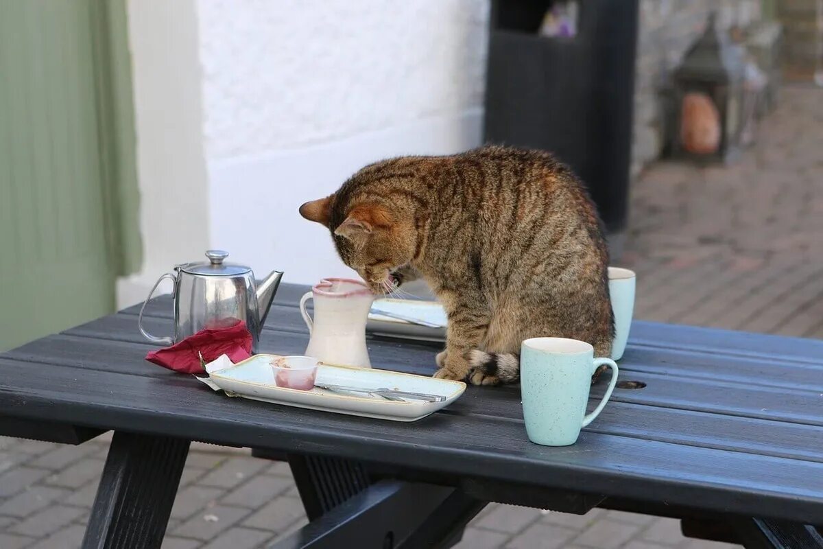 Котик с кофе. Кот с чашкой кофе. Утро кофе кот. Кот пьет кофе. Кошка постоянно пьет