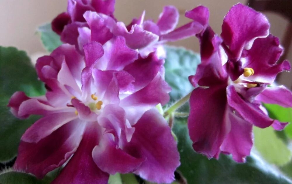 Фиалка рс страсть. Фиалка восточная страсть. Фиалка рс страсть. Фиалка рс страсть. Рс-страсть.