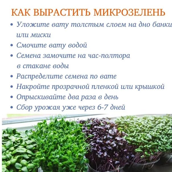 Проект на тему микрозелень. Микрозелень 1 росток. микрозелень гороха витамины. микрозелень листовка. проект микрозелень в начальной школе.