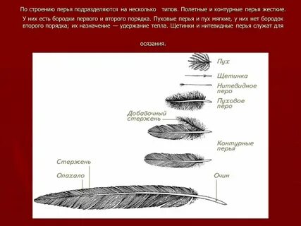 Формула пера