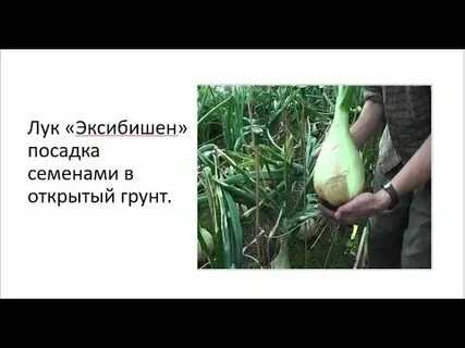 Как сажать лук эксибишен в грунт
