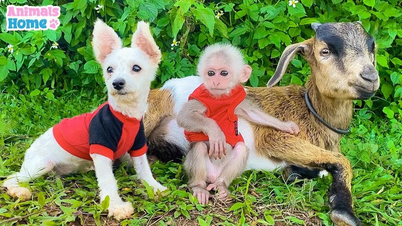 Обезьянка Bibi. Парк обезьян. Monkey Bibi фото. Обезьянка Биби Вьетнам видеоролики. Обезьянка bibi из вьетнама