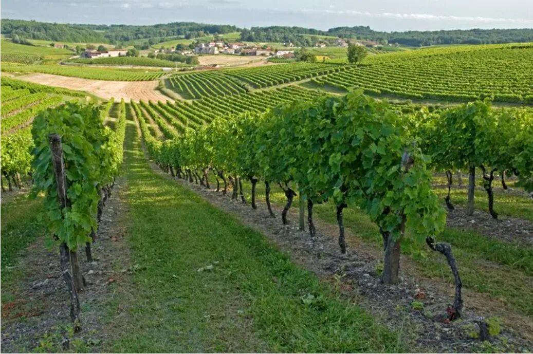 Vignobles comtes von neipperg