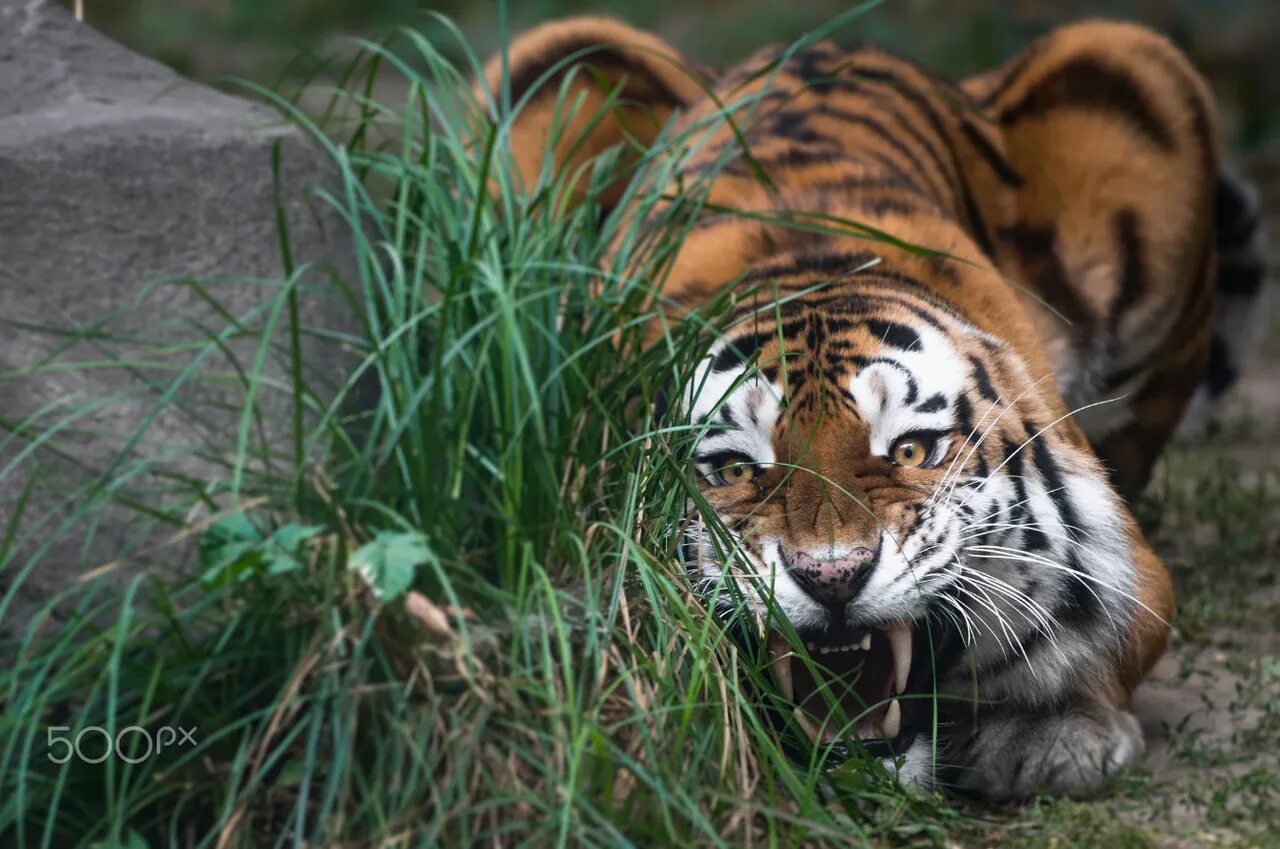 Монета амурский тигр. Амурский тигр слайд шоу. Амурский тигр рядом с человеком. Big siberia. Туранский тигр фото.