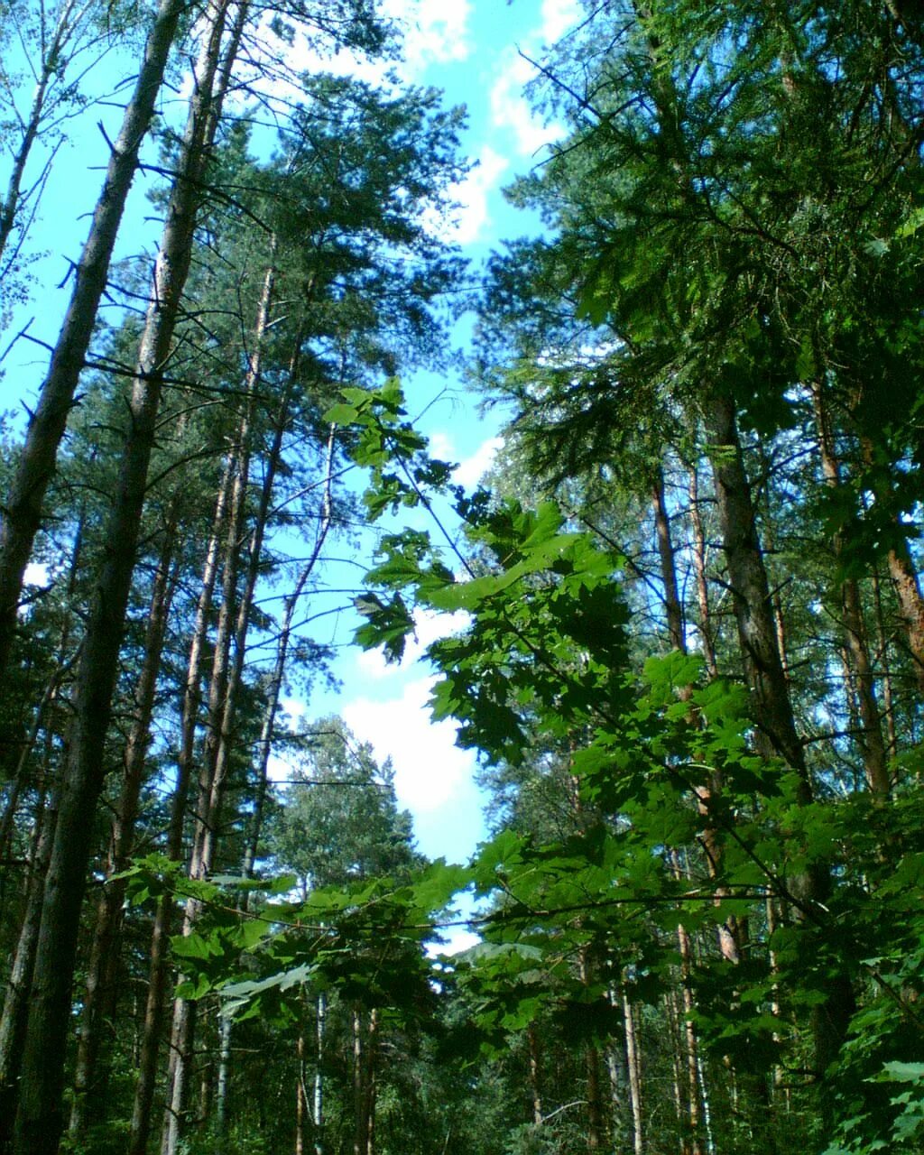 Лес мхт. Хвойные леса в Подмосковье. Красивый лес в Подмосковье. Природа Московской области. Московский лес.