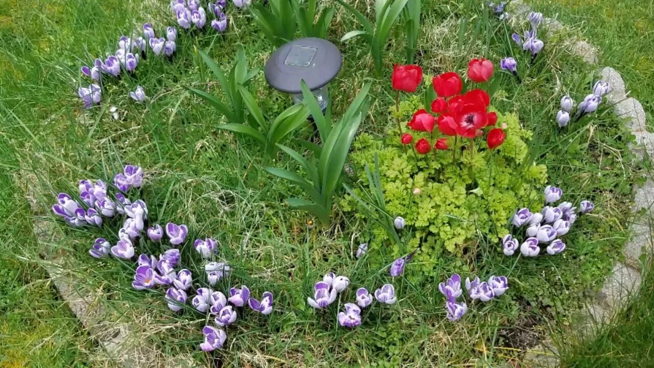 Buy Large-Flowered Crocus Mix Bakker.com Садовые идеи, Контейнерные растения, Ид