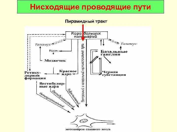 Нисходящая система. Схемы восходящих и нисходящих проекционных путей. Нисходящие проводящие пути. Нисходящие проекционные пути. Нисходящие проводящие пути заканчиваются на нейронах ядер.