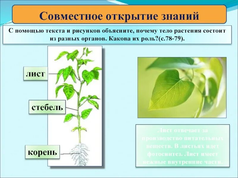 Тело растения. Класс растений по наличию частей тела. Растения 3 класс окружающий мир. Таблица по окружающему миру 3 класс растения. Тела растений имеет строение