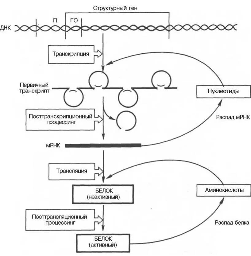 Схема регуляции экспрессии генов у эукариот биохимия. Экспрессия генов у эукариот схема. Схема регуляции экспрессии генов у эукариот. Экспрессия Гена (схема процесса синтеза).
