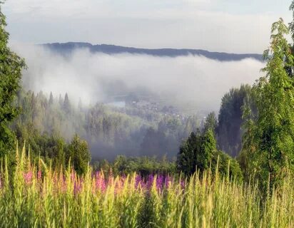 Вепсский лес