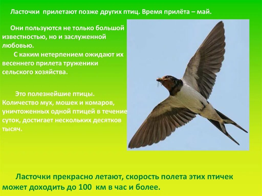 Перелетная птица сообщение 2