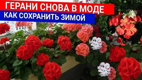 Герань на зиму как сохранить