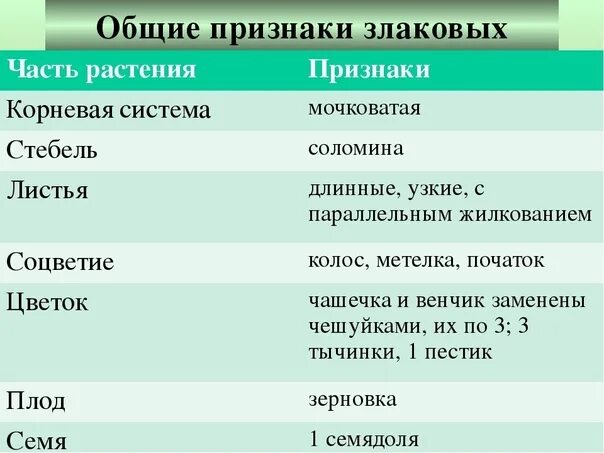 Семейство злаковые таблица. Общие признаки семейства злаки. Характеристика семейства злаковые. Семейство злаки общая характеристика. Признаки растений семейства злаковых.