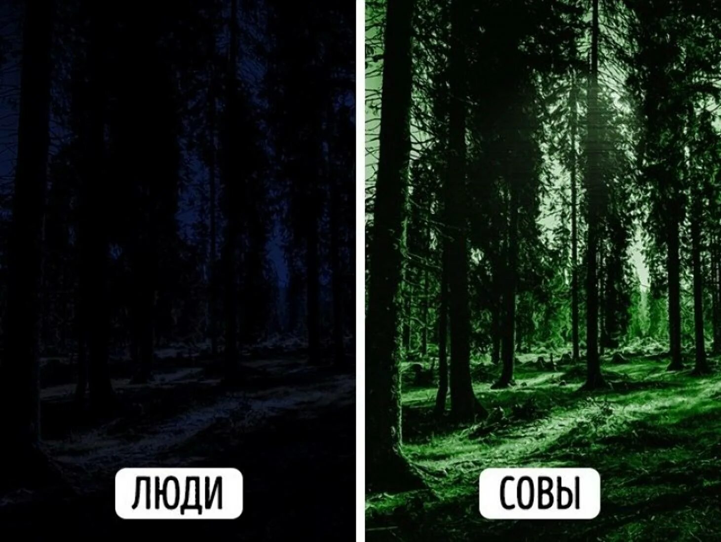 Лучше в темноте видят люди. Мир глазами собаки в темноте. как видят совы. как видит сова ночью. как видят животные.