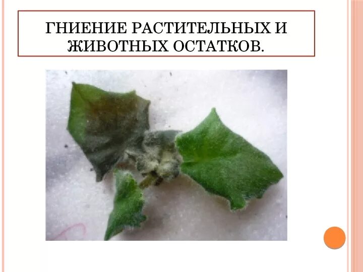 Гниение растительных остатков это химическое или физическое. Ковка металла это физическое или химическое явление. Гниение окислительный процесс. Гниение растительных остатков это химическое или физическое. Гниение листьев это химическое или физическое явление.
