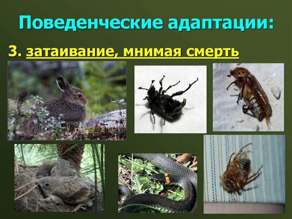 Способы которые помогли животным адаптироваться к открытому