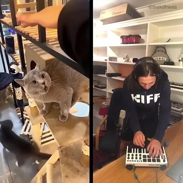 Alugalug cat. The kiffness. Alugalug cat feat. Thekiffness cat. Кот-музыкант.