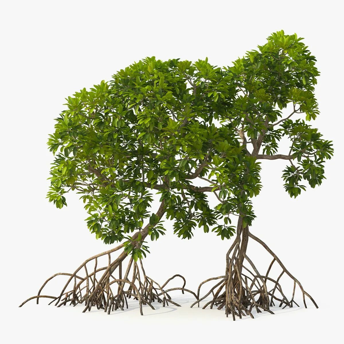 Робакс tree