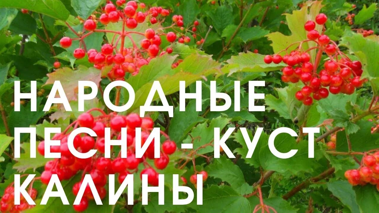 Калина исполняет. Куст калины. Куст калины растет. Куст калины растет у меня. Куст калины растет у меня на дворе.