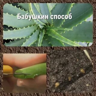 Замочить перец в алоэ