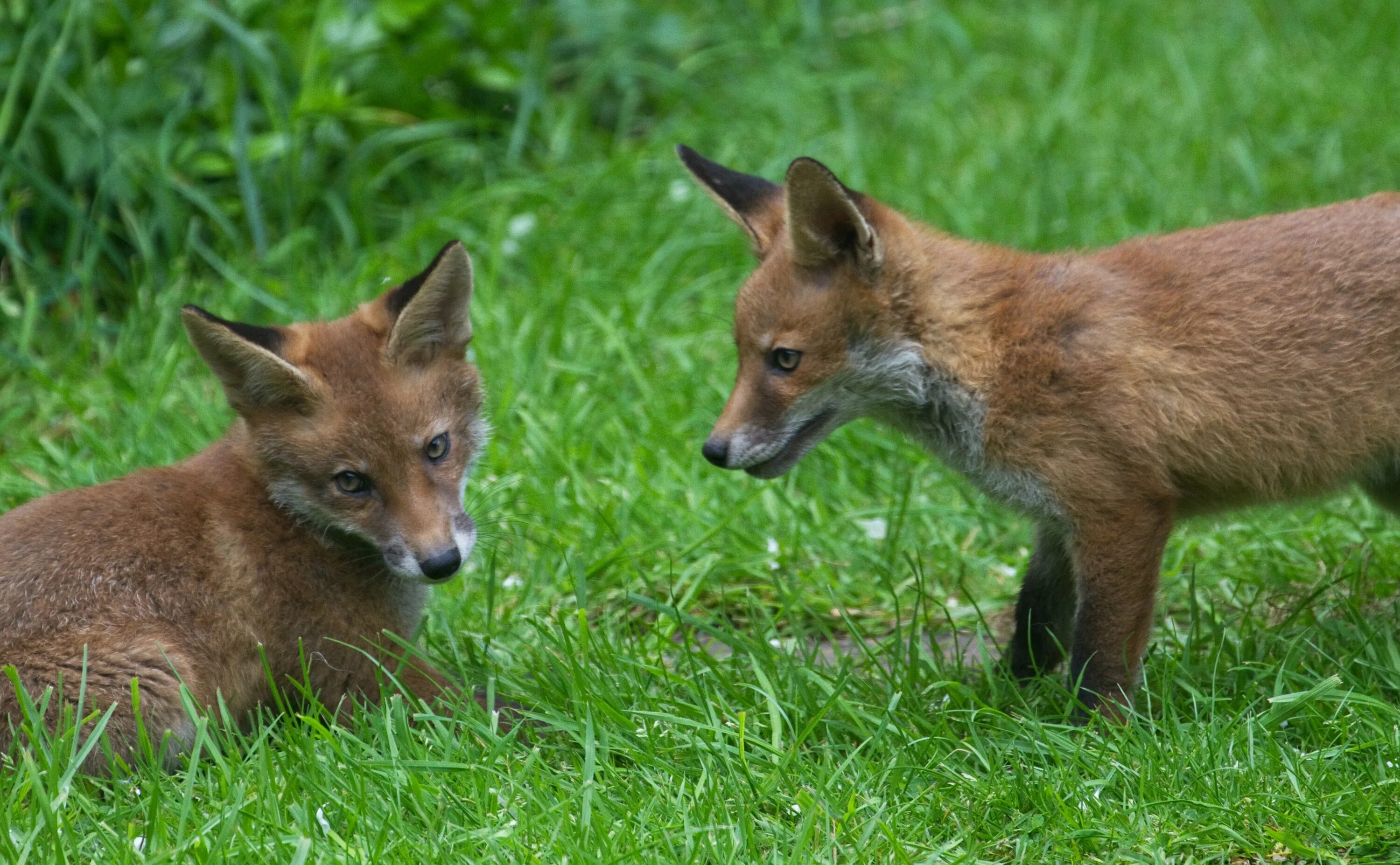 В каком fox. Лисица бургунди. Лисица крестовка бургунди. Окрасы Лис бургунди. Лиса окрас бургунди.