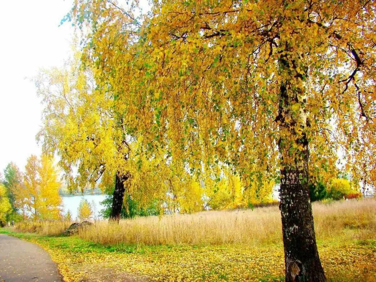 Береза повислая осень. Осеннее дерево береза. Береза плакучая Плес. Золотая осень березы. Желтые березки