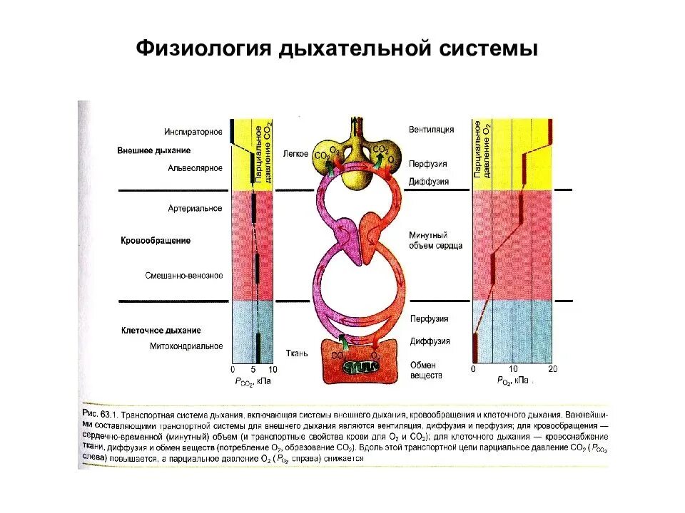 Физиологическое развитие дыхательной системы