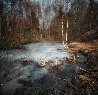 Весенний день в лесу