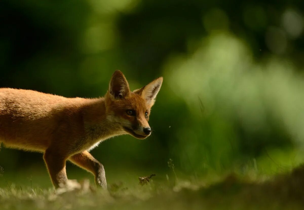 Лисенок. Лис сидит. Наглая морда лисы. Зеленая лиса. Зеленая лиса.