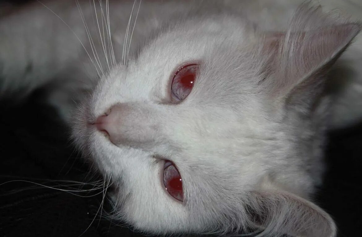 Кошка альбинос. Кошка альбинос с красными глазами. Порода кошек альбинос. Белый кот альбинос.