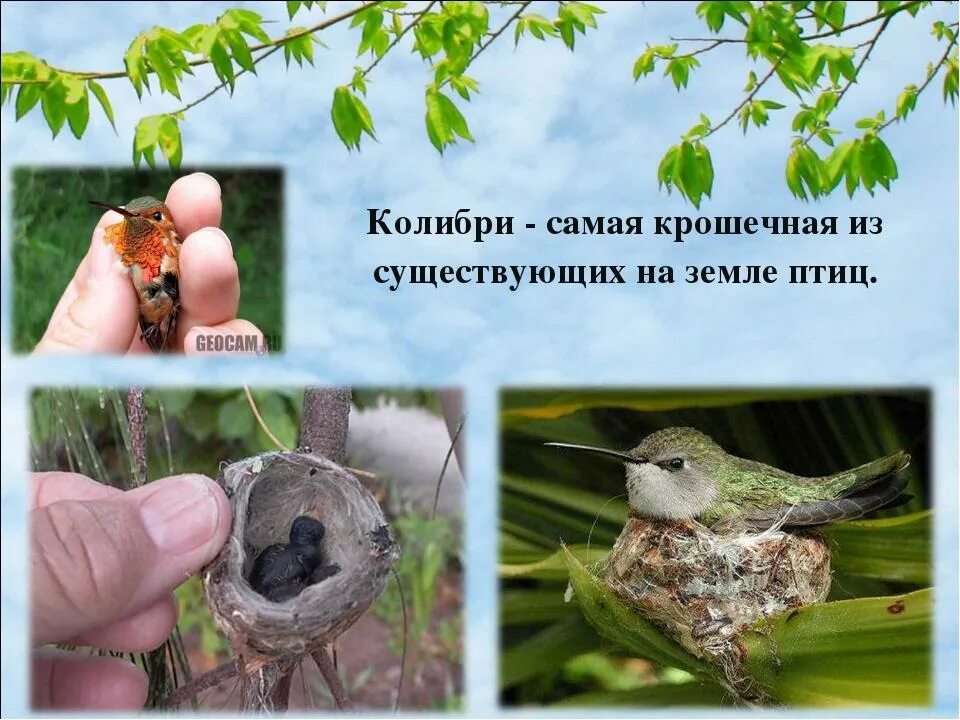 Факты о колибри. Сообщение о Колибри. Колибри птица интересные факты. Интересная информация о Колибри.