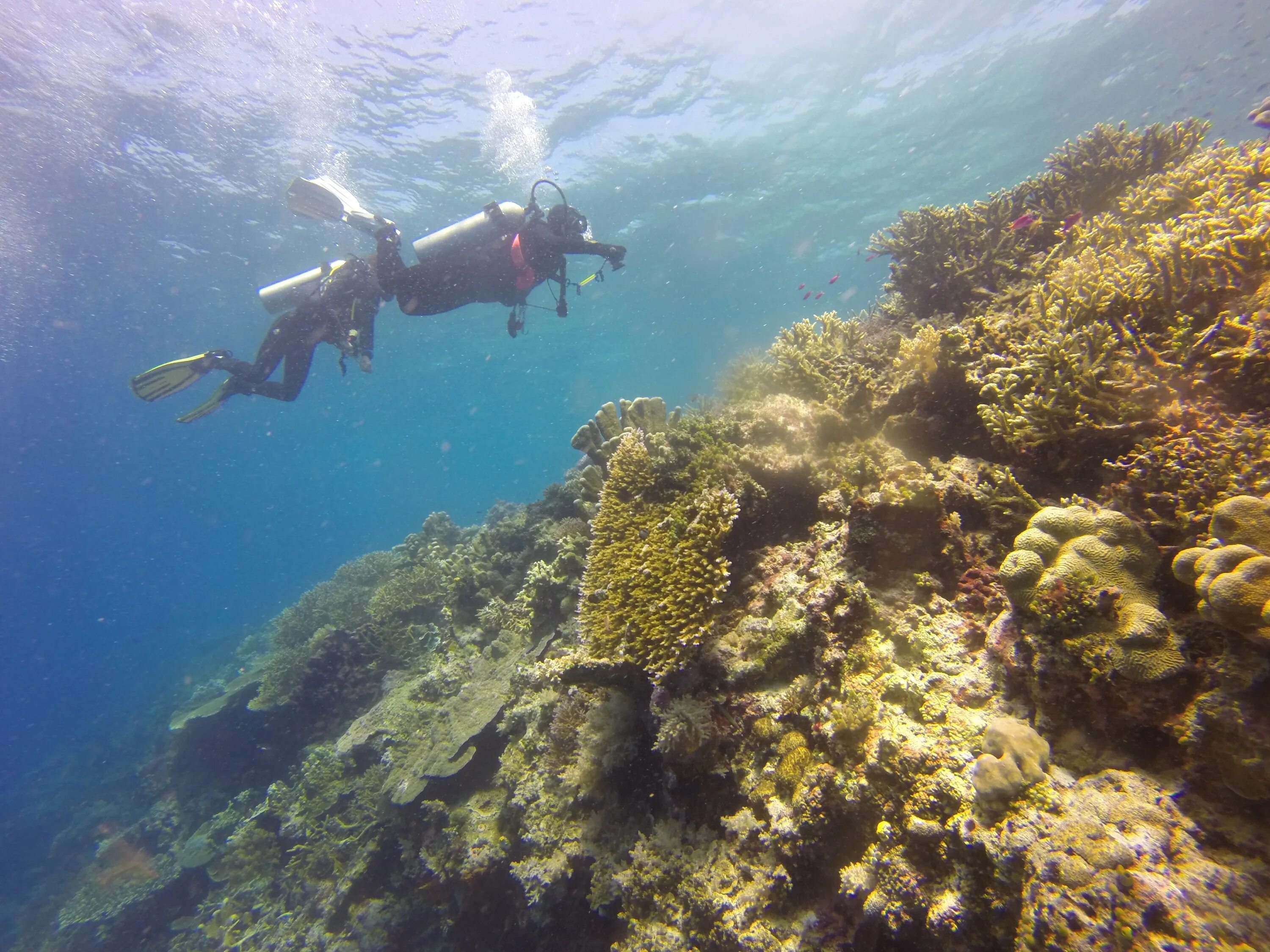 Океаны приключенческие. Красное море акваланг. Индонезия дайвинг. Подводные путешествия в тропических морях. Дайвер в подводных рифах горах.
