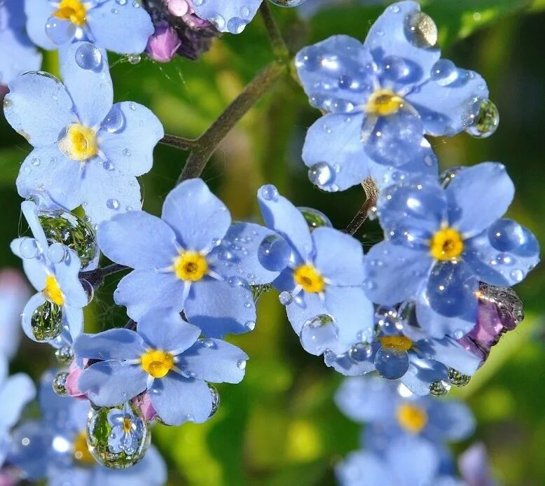 Незабудка большая. Незабудка Лесная Полянка. Незабудка (Myosotis). Незабудка мелкоцветковая. Незабудки Stervella.