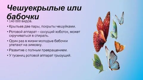 Две пары крыльев покрытых чешуйками