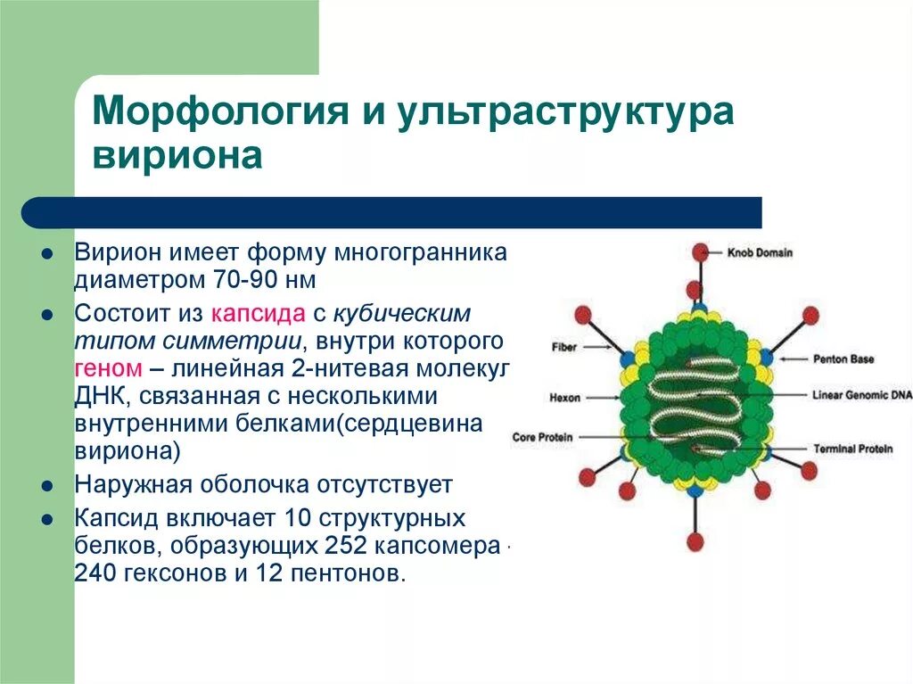 Есть ли у вирусов клетки. Морфология вириона аденовируса. Морфология и ультраструктура вирионов. Строение аденовируса микробиология. Морфология вирусов структура вириона.