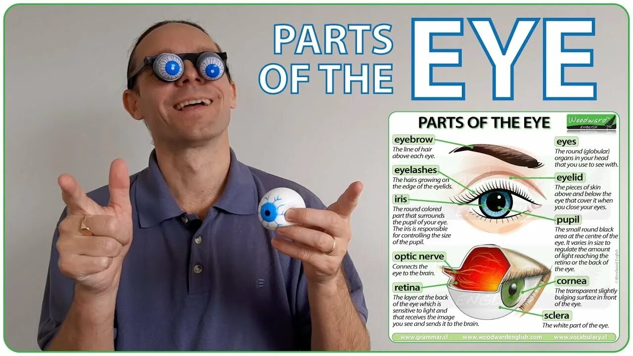 Умные глаза по английски 2 класс. Eye in English. Eye Parts. Глаза по английскому. Eye Parts in English.