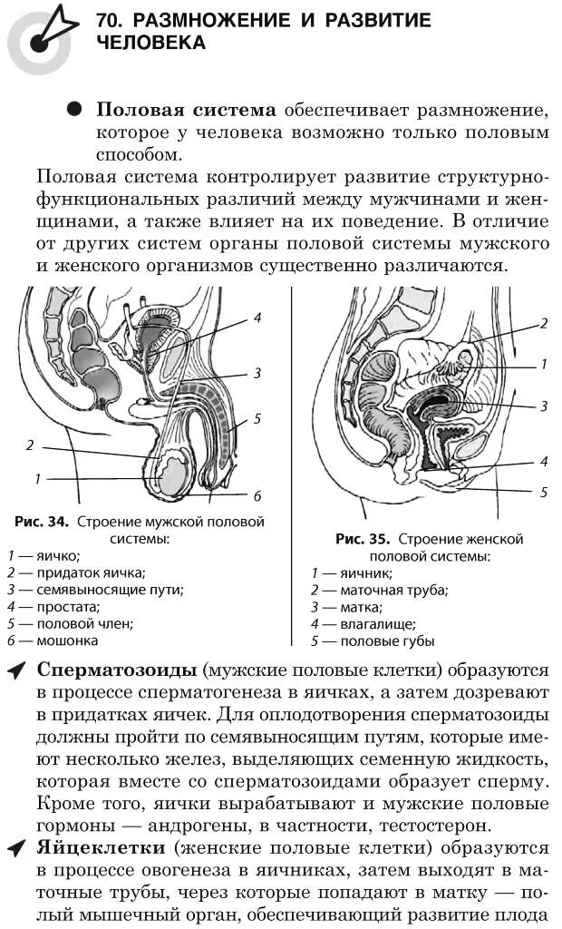 Развитие органов женской половой системы. Размножение людей биология процесс. Человеческое половое размножение. Схема размножения человека. Половое размножение человека биология.