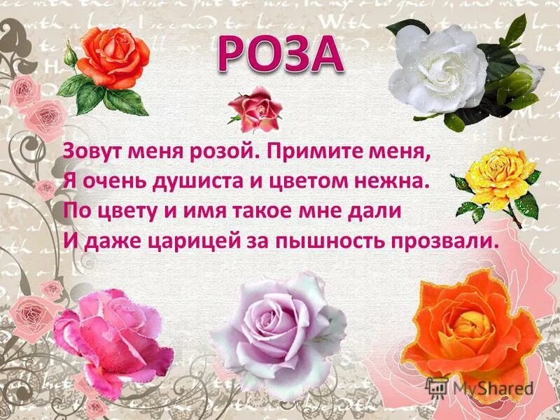 Меня называли розой. Меня называли розой. Меня называли розой. Почему розу так назвали розой. Меня называли розой.