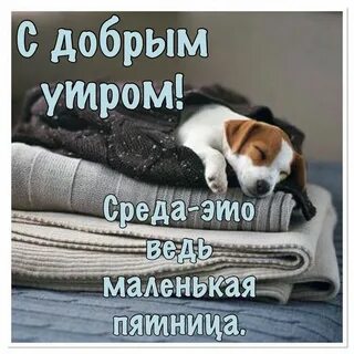 Утро среды смешные картинки