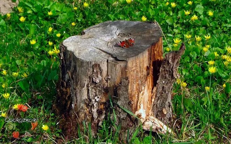 Tree Stump 2 Photogrammetry Download Free 3D model by nuFF3 (@nuff3) 7c01404
