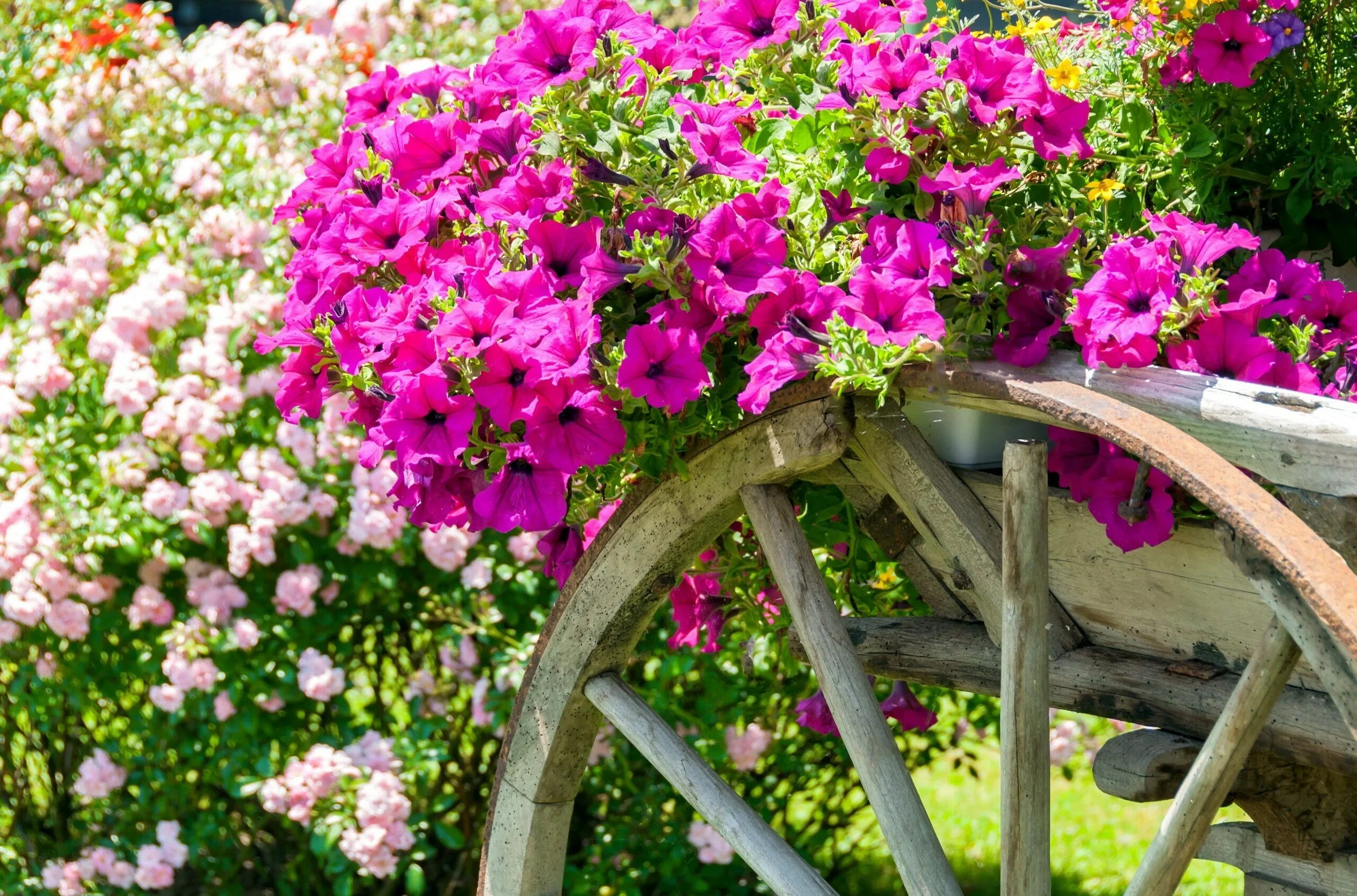 Garden flowers перевод. Петуния ампельная. Петуния Королевская клумба. Вербена калибрахоа. Ампельная петуния Зодиак.