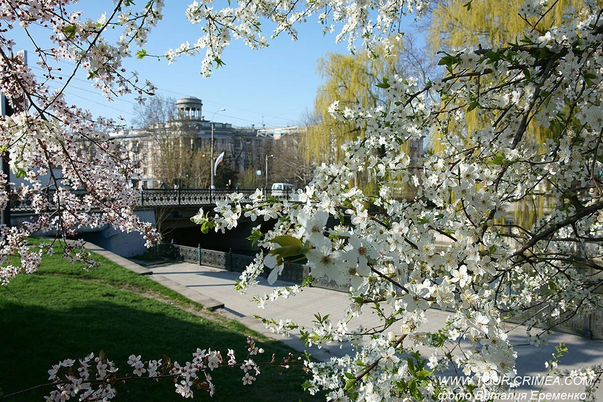 Какой будет апрель в волгограде. Абрикос цветет. Цветение урюка. Крым в апреле.