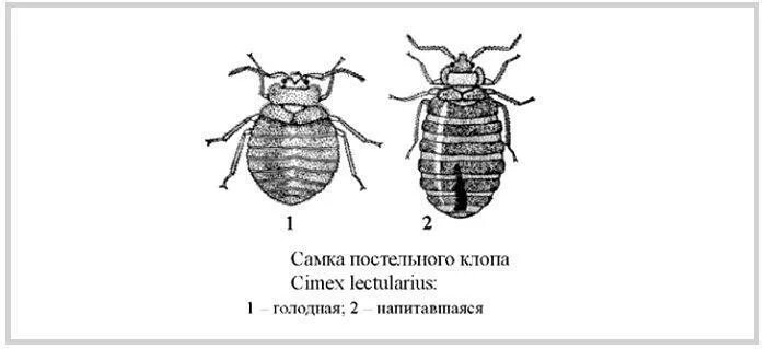 Как выглядит самка клопа. Отличие клопа солдатика самца от мамки. самка клопа-солдатика и самец клопа-солдатика, отличия полов.. круглое брюшко у самки. бельевой клоп фото самец и самка.